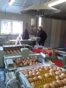eitjes sorteren en verpakken
