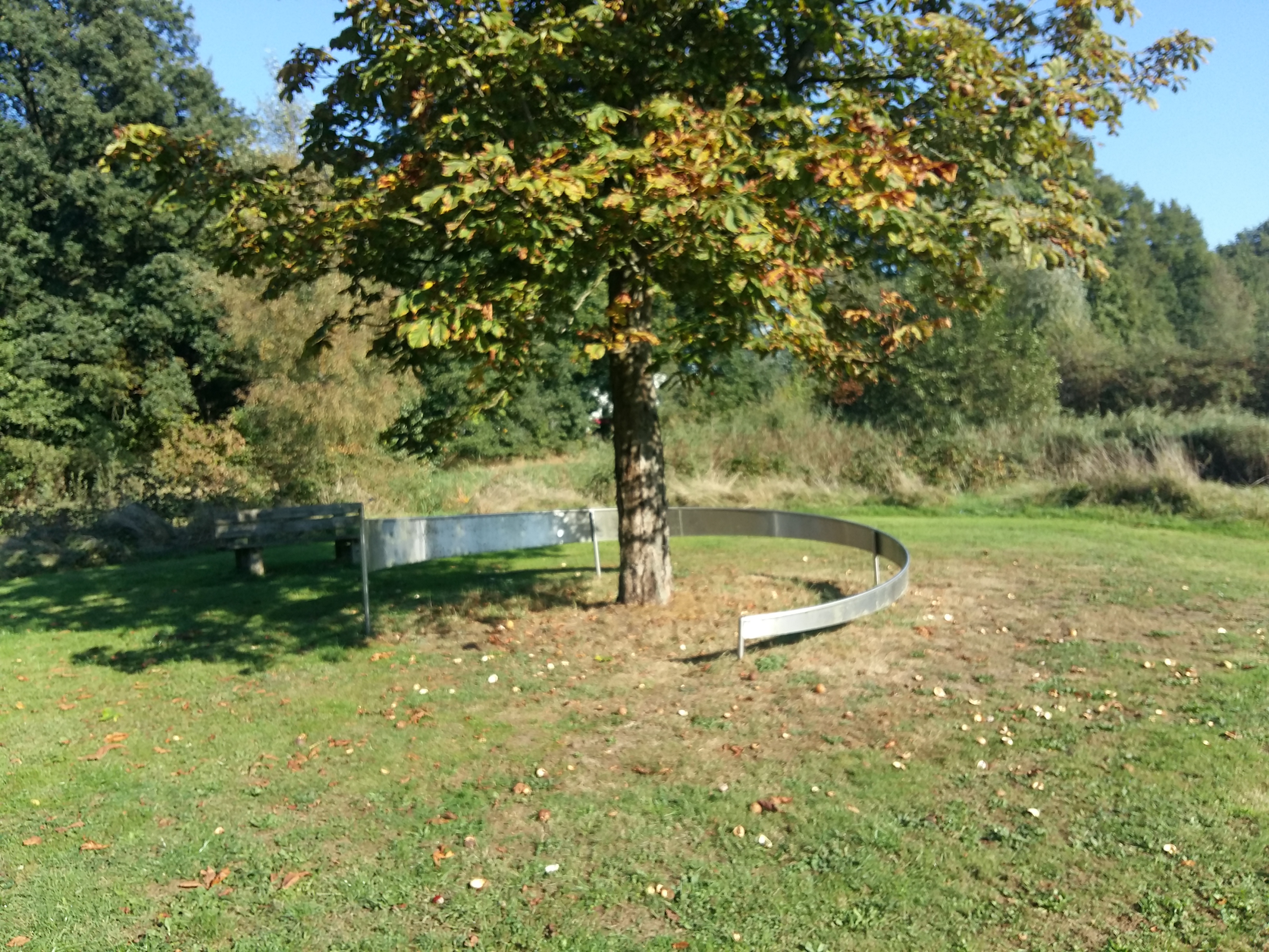 De jonge kastanjeboom