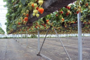 ontelbare aardbeien