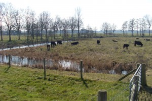 Galloway koeien